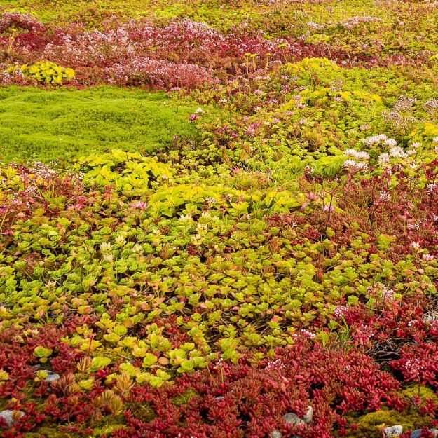 Lett vedlikehold med sedum