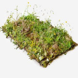 Blomstereng 0,9 m2 per matte