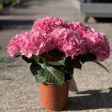 Hortensia