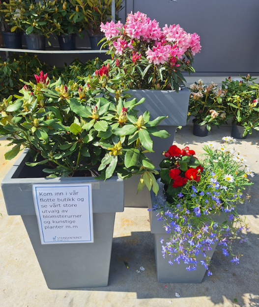 SOMMERBLOMSTER fra Toppe Gartneri