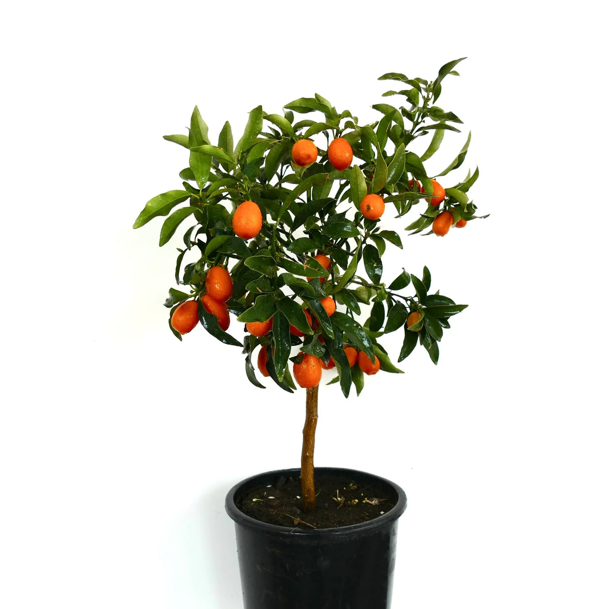Citrus tre