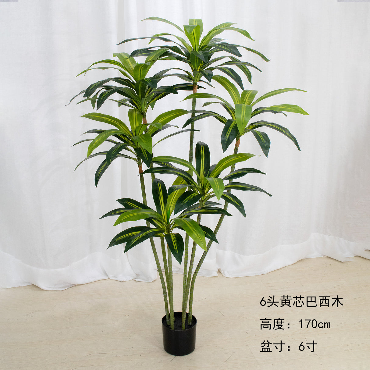 Draketre / Dracaena Draco
