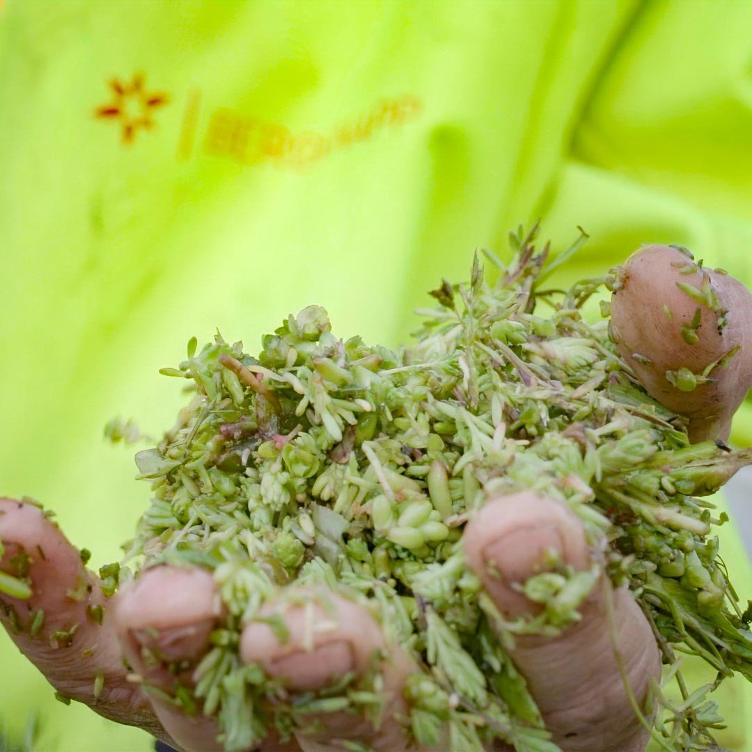 Sedumstiklinger fra Bergknapp | Tak, bed og skråning